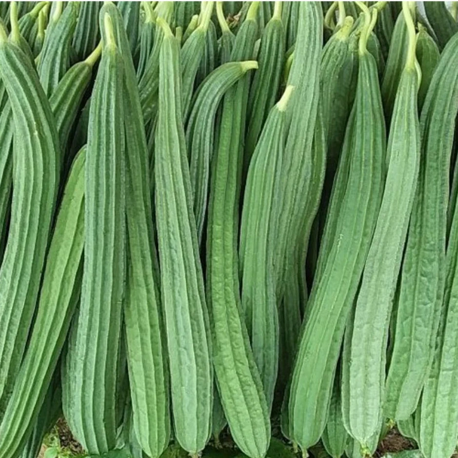 Fresh Vegetables